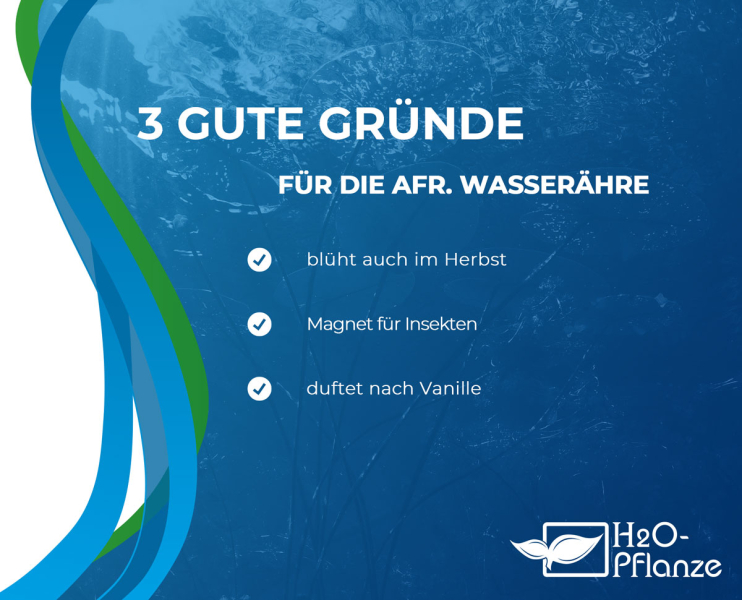 Preview: Aponogeton distachyos - afrikanische Wasseraehre